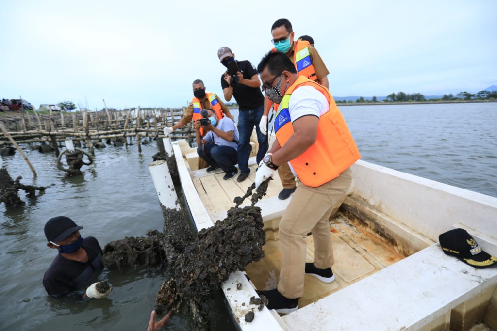 panen kerang hijau bersama walikota periode 2017-2022